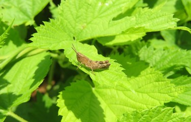 Brown grasshopper on green raspberry leafs in the garden