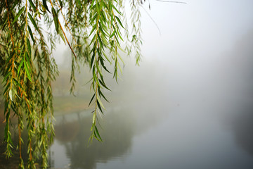 green lonely willow tree branch hangs over water of river or lake in foggy weather in autumn park...