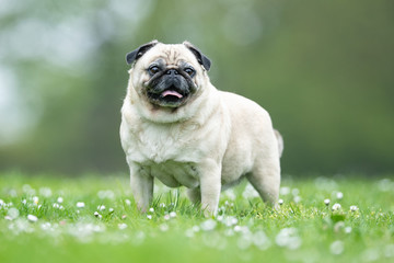 Portrait of beautiful dog breeds