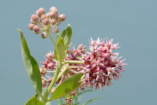 Showy milkweed flowers and buds with leaves against blue background