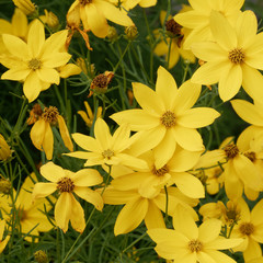 Coreopsis verticillata - Coréopsis à feuilles en aiguilles 'Zagreb' 