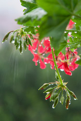 Dew drops on a pink flower and green buds