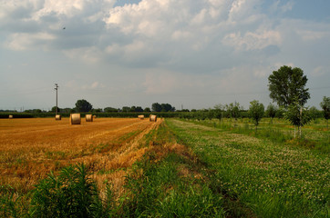 Field of cut wheat.