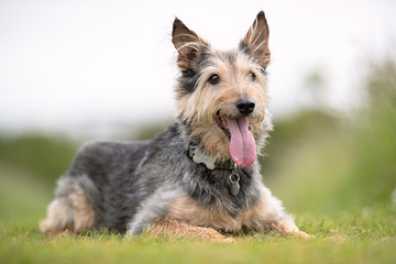 Portrait of beautiful dog breeds