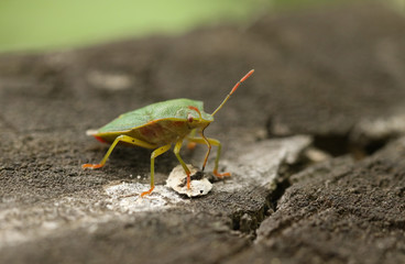 A Common Green Shieldbug, Palomena prasina, feeding standing on a wooden fence.	