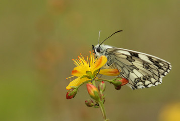 A stunning Marbled White Butterfly, Melanargia galathea, perching on a flower in a meadow in the UK.	