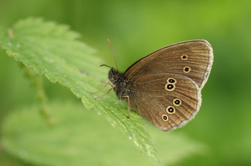A pretty Ringlet Butterfly, Aphantopus hyperantus, perching on a stinging nettle leaf.