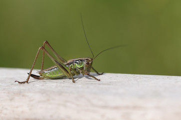 A beautiful Roesel's Bush-Cricket, Metrioptera roeselii, perching on wood.