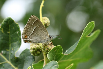 A beautiful Purple Hairstreak Butterfly, Favonius quercus, perched on an Acorn and feeding on the honeydew.