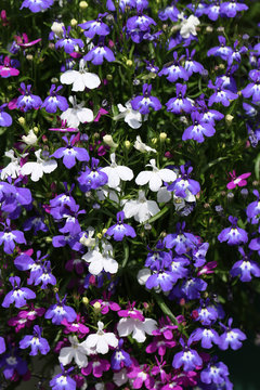 A mixture of colours of Lobelia, erinus, flowering plants growing in a garden in the UK in summer. 