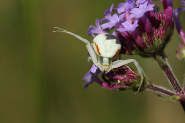 A white Crab Spider, Thomisidae, Misumena vatia, perched on a flower waiting for its prey to land...