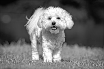 Portrait of beautiful dog breeds