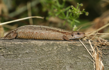 A stunning female Common Lizard, Zootoca vivipara, warming up on a wooden fence.