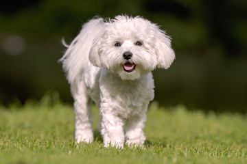 Portrait of beautiful dog breeds
