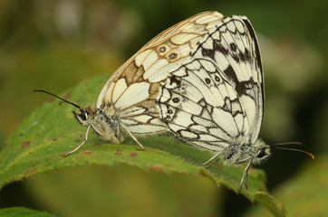A mating pair of pretty Marbled White Butterfly, Melanargia galathea, perching on a leaf. 