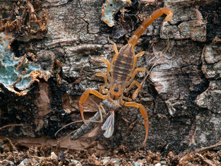juvenile Arizona bark scorpion, Centruroides sculpturatus, eating a non-biting midge (chironomid), on bark