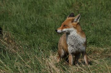 A magnificent wild Red Fox, Vulpes vulpes, hunting for food to eat in the long grass.	