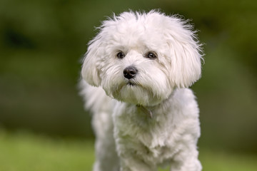 Portrait of beautiful dog breeds