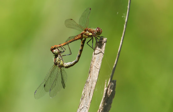 A mating pair of Common Darter Dragonfly, Sympetrum striolatum, perched on a reed.
