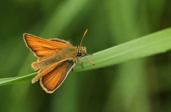 A stunning Small Skipper Butterfly, Thymelicus sylvestris, perched on a blade of grass. 
