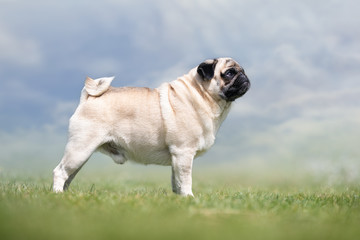 Fototapeta premium Portrait of beautiful dog breeds