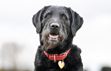 Obraz premium Portrait of beautiful dog breeds