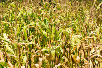 Corn fields close up background
