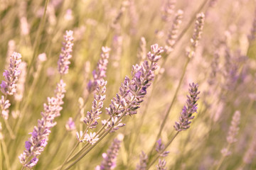 Blurred background with lavandula