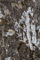 Grayish Old Weathered Natural Stone Texture