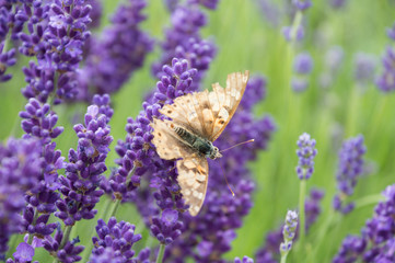 Lavender