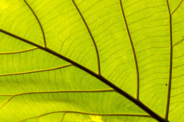Naklejka na ściany i meble Fresh green leaf texture close-up
