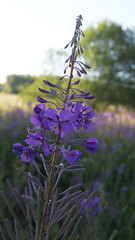 Obraz premium Chamaenerion angustifolium
