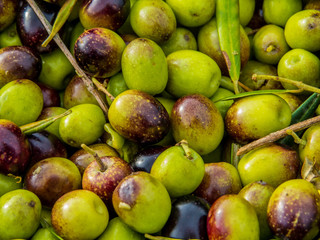 Olives close up