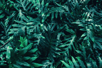 Naklejka na ściany i meble Beautiful nature background of vertical garden with tropical green leaf