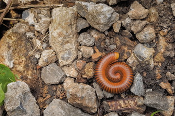 Close-up Giant Millipedes (Diplopoda) on the ground around with many small stone.