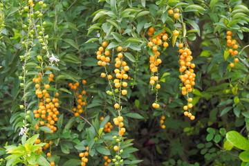 Duranta erecta fruit hang on branches with green leaves nature background, other names include golden dewdrop, pigeon berry, skyflower and mavaetangi, tears of departure.