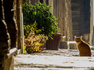 A cat in a charming street in Pienza, Tuscany, Italy. In 1996, UNESCO declared the town a World...