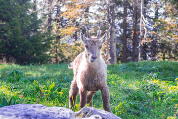 Capricorn wildlife