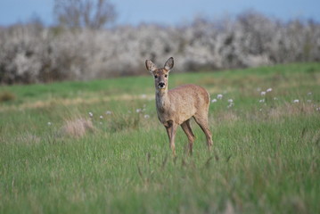 Chevreuil Sauvage