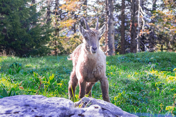 Capricorn wildlife