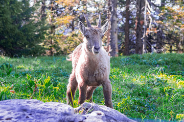 Capricorn wildlife