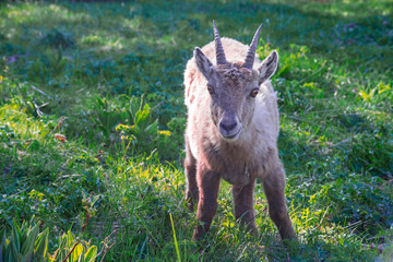 Capricorn wildlife