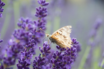 Lavender