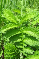 Green leaf background