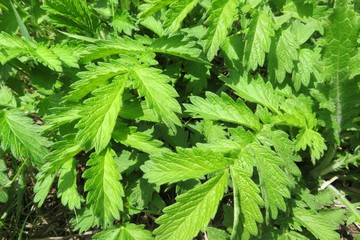 Green agrimonia leaves background,  closeup