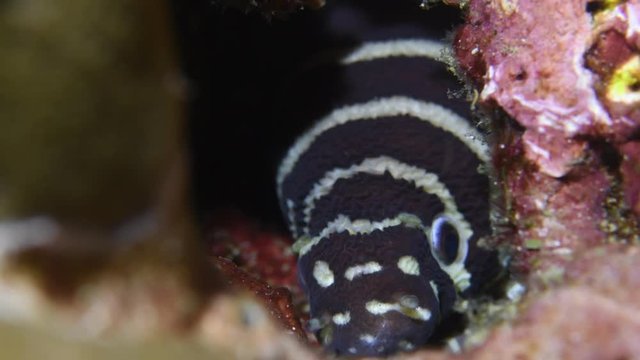 Zebra moray eel, Gymnomuraena zebra macro closeup 