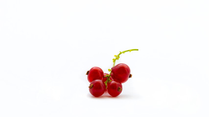 Redcurrant isolated on a white background. Juicy red currant with green twig