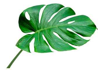 Fototapeta na wymiar Monstera leaves leaves with Isolate on white background Leaves on white