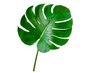 Monstera leaves leaves with Isolate on white background Leaves on white