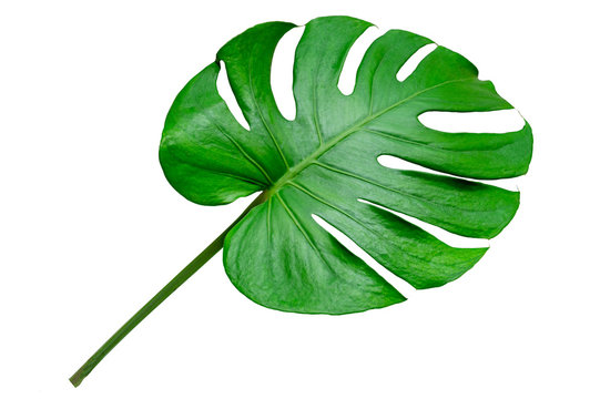 Monstera Leaves Leaves With Isolate On White Background Leaves On White